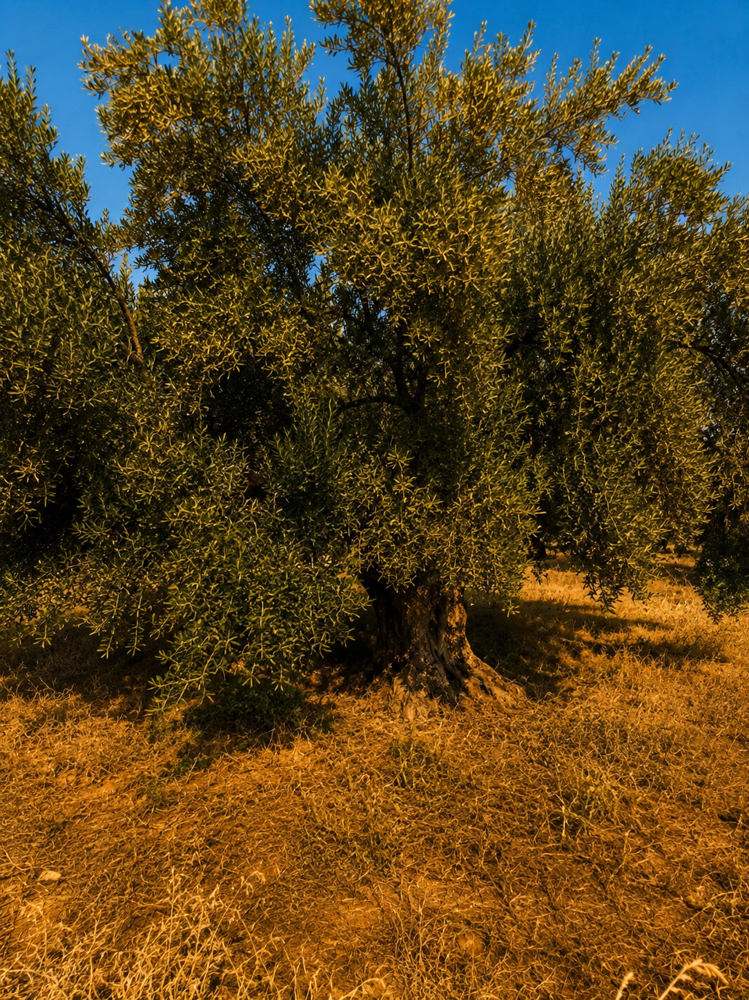 Histoire OLIA — photo 2