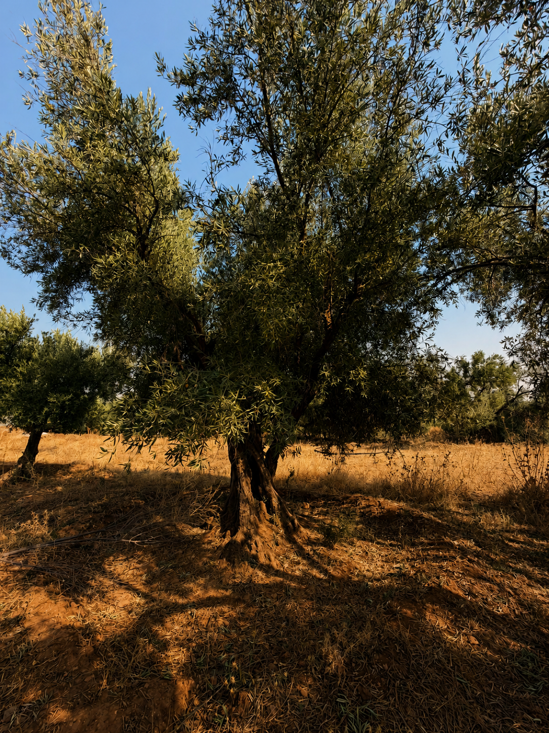 Histoire OLIA — photo 1