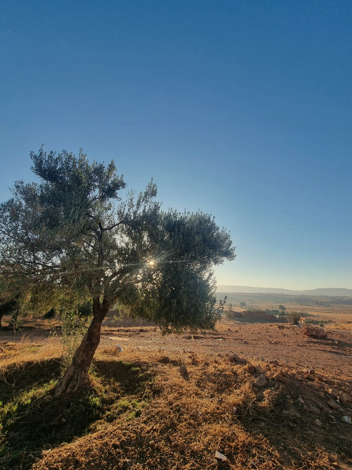 Histoire OLIA — photo 3